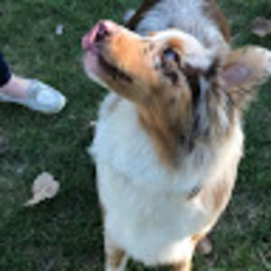 Meet your Posher, Nina